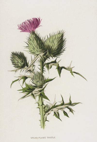 Spear-Plume Thistle (chromolitho) tekijältä Frederick Edward Hulme