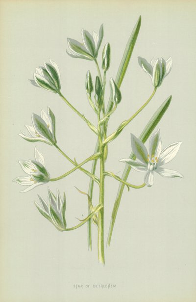 Betlehemin tähti tekijältä Frederick Edward Hulme