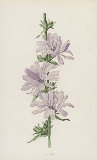 Succory (chromolitho) tekijältä Frederick Edward Hulme