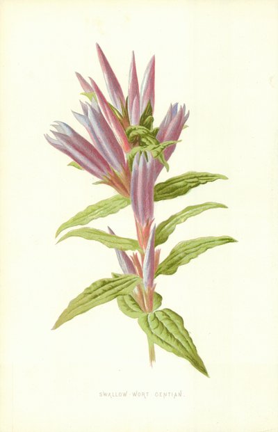 Swallow-Wort Gentian tekijältä Frederick Edward Hulme