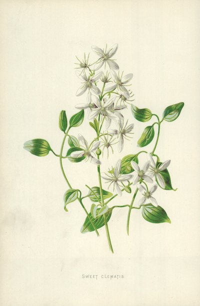 Suloinen Clematis tekijältä Frederick Edward Hulme