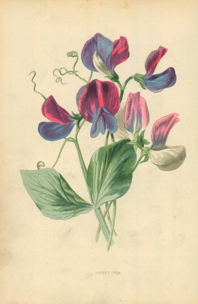 Makea herne tekijältä Frederick Edward Hulme