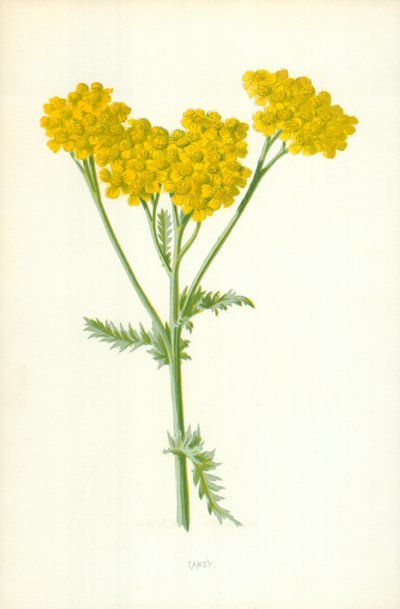 Tansy tekijältä Frederick Edward Hulme