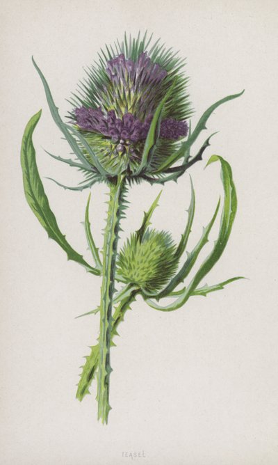 Teasel (chromolitho) tekijältä Frederick Edward Hulme