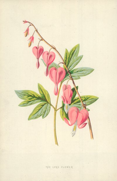 Lyyran kukka tekijältä Frederick Edward Hulme