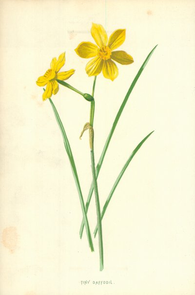 Pieni narsissi tekijältä Frederick Edward Hulme