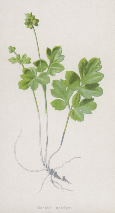 Tuberous Moschatel (chromolitho) tekijältä Frederick Edward Hulme