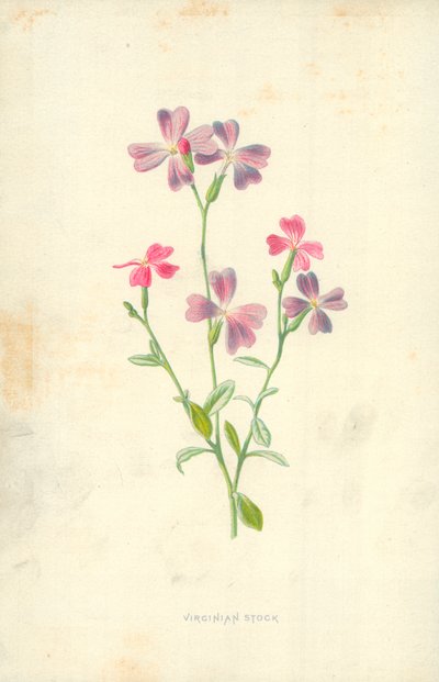 Virginian osakkeet tekijältä Frederick Edward Hulme