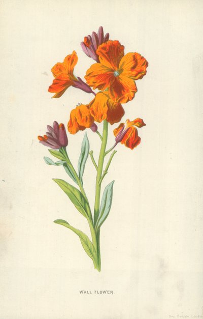 Seinäkukka tekijältä Frederick Edward Hulme
