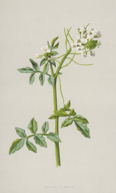 Vesikrassi (chromolitho) tekijältä Frederick Edward Hulme