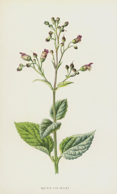 Vesi Viikunavierre (chromolitho) tekijältä Frederick Edward Hulme