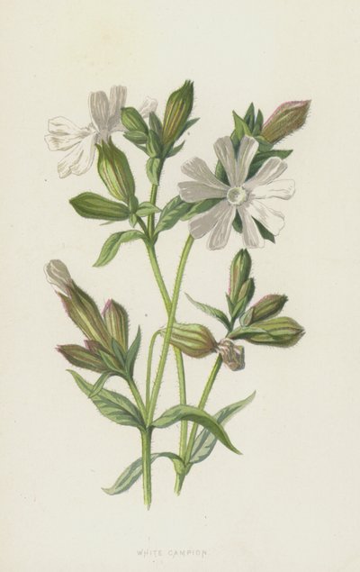 White Campion (chromolitho) tekijältä Frederick Edward Hulme