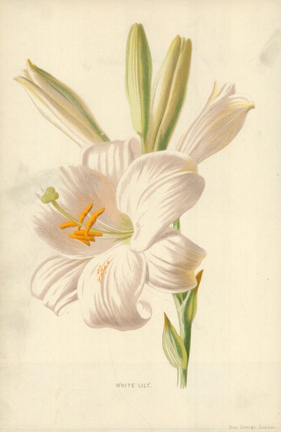 Valkoinen lilja tekijältä Frederick Edward Hulme