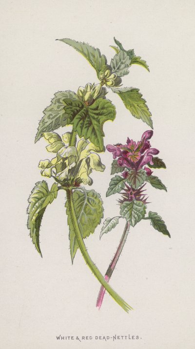 Valkoinen ja punainen kuollut nokkonen (chromolitho) tekijältä Frederick Edward Hulme