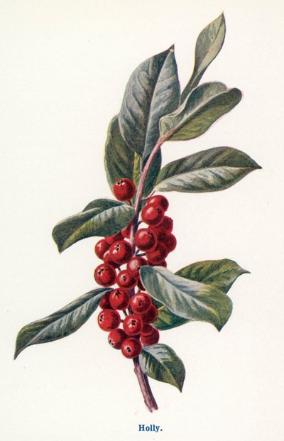 Maaseudun luonnonvaraiset hedelmät: Pihlaja (värilitro) tekijältä Frederick Edward Hulme