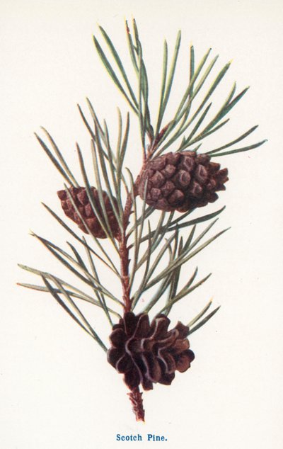 Maaseudun luonnonvaraiset hedelmät: Scotch Pine (värilitro). tekijältä Frederick Edward Hulme