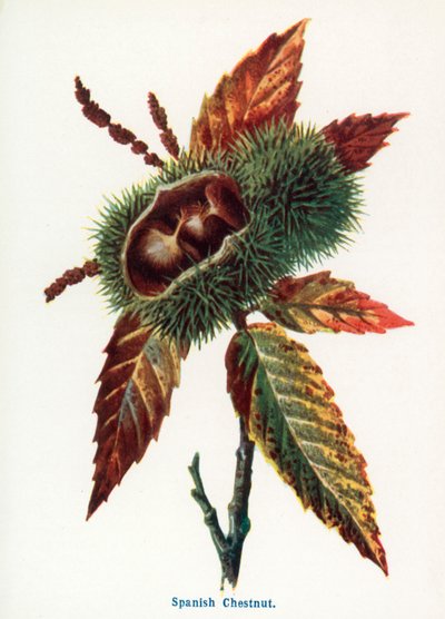 Maaseudun luonnonvaraiset hedelmät: (värilitro). tekijältä Frederick Edward Hulme