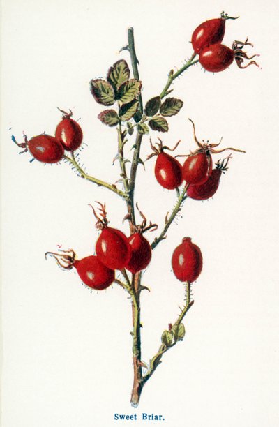 Maaseudun luonnonvaraiset hedelmät: Briar (värilitro). tekijältä Frederick Edward Hulme