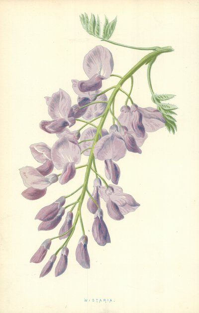 Wistaria tekijältä Frederick Edward Hulme