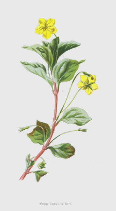 Wood Loose-Strife (chromolitho) tekijältä Frederick Edward Hulme