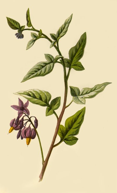 Woody - Nightshade, 1877. tekijältä Frederick Edward Hulme