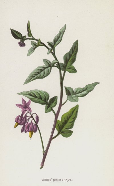 Woody Nightshade (chromolitho) tekijältä Frederick Edward Hulme
