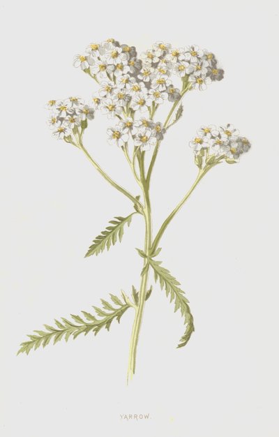 Siankärsämö (chromolitho) tekijältä Frederick Edward Hulme