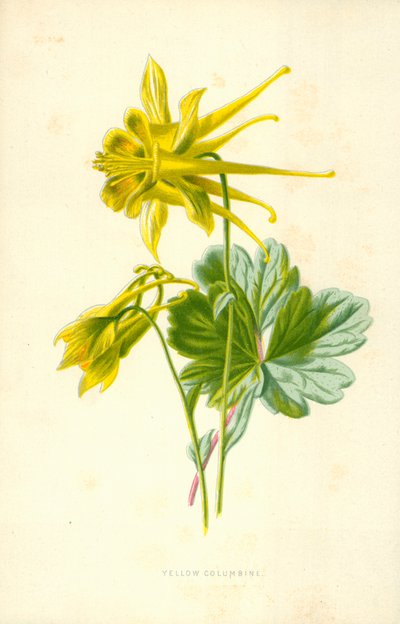 Keltainen Columbine tekijältä Frederick Edward Hulme