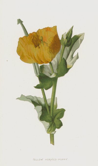 Keltainen unikko (chromolitho) tekijältä Frederick Edward Hulme