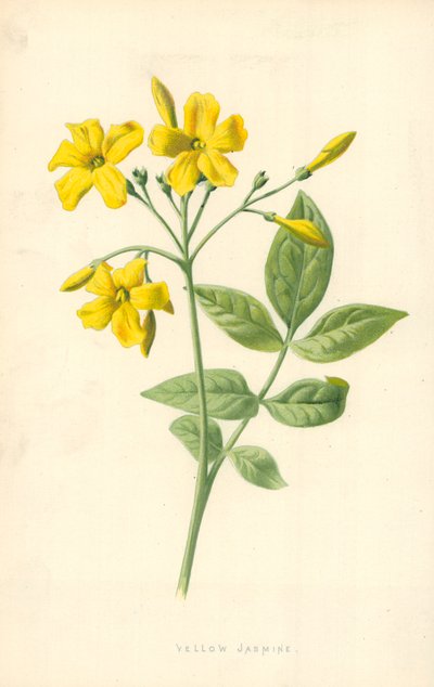 Keltainen jasmiini tekijältä Frederick Edward Hulme