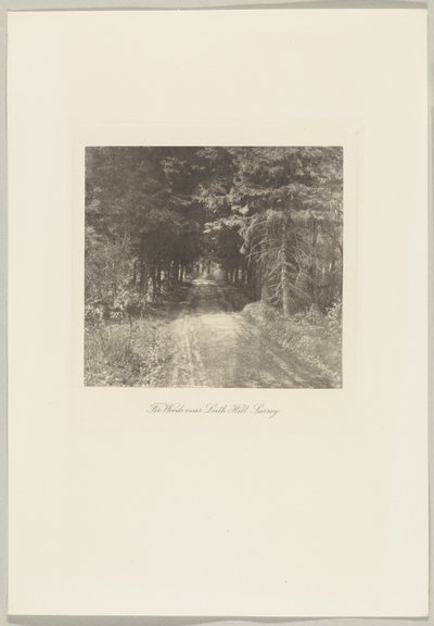 Fir Woods lähellä Leith Hilliä, Surrey tekijältä Frederick H. Evans