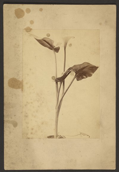 [Calla Lily] tekijältä Frederick H. Hollyer