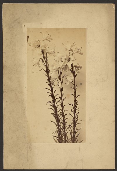 [Day Lily] tekijältä Frederick H. Hollyer