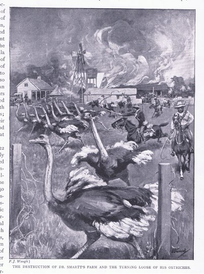 Tohtori Smartsin maatilan tuhoaminen ja strutsien vapauttaminen, teoksesta After Pretoria: The Guerilla War, jonka on julkaissut Harmsworth Bros Limited, 1901. tekijältä Frederick Judd Waugh