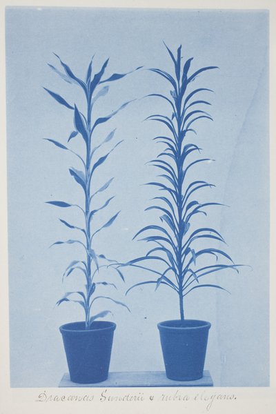 Draconas Sunderii et rubia elogans, 1800-luvun loppu – 1900-luvun alku (syanotypia kermanvärisellä paperilla) tekijältä Frederick K. Coulson
