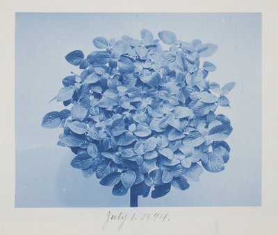 Nimetön, 1. heinäkuuta tekijältä Frederick K. Coulson