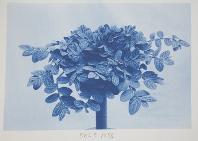 Nimetön, 9. lokakuuta tekijältä Frederick K. Coulson