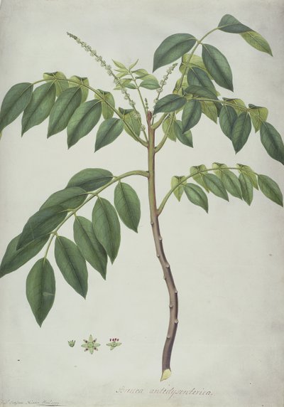 Brucea Antidysenterica, 1777 (wc und bc grafiitin päällä perunakalvolla) tekijältä Frederick Polydor Nodder