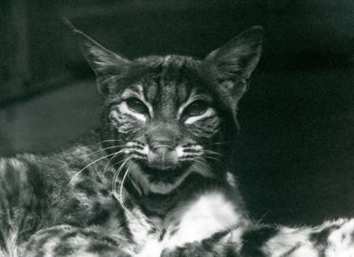 Lynx Bobcat nuolee huuliaan Lontoon eläintarhassa kesäkuussa 1925 tekijältä Frederick William Bond