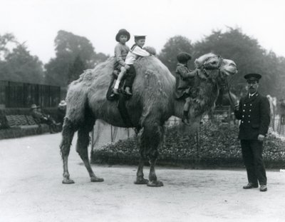 Baktrian kamelin ratsastus pitäjän Harry Warwickin kanssa Lontoon eläintarhassa, kesäkuu 1924 tekijältä Frederick William Bond