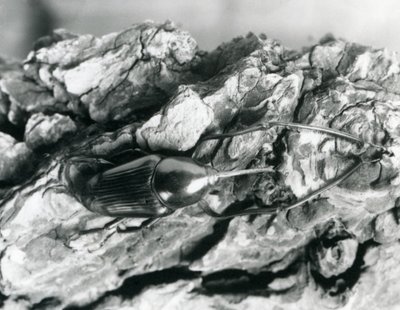 Kuoren päällä lepäävä bambukäskä, Lontoon eläintarha, 1927 tekijältä Frederick William Bond
