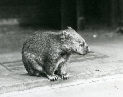 Paljasnukkainen/tavallinen/karkeakarvainen wombat istumassa maassa Lontoon eläintarhassa vuonna 1929 (m/v kuva) tekijältä Frederick William Bond