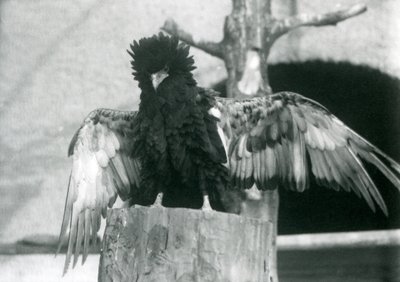 Bateleur Eagle seisoo kannolla ja levittää siipiään, Lontoon eläintarha, 1925 tekijältä Frederick William Bond