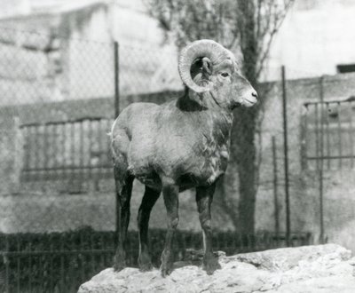 Un carnero d