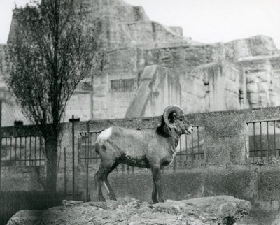 Bighorn Sheep -pässi seisoo kalliolla ja katsoo ulos aitalleen Mappin Terracesin juurella Lontoon eläintarhassa. 1931 (m/w valokuva) tekijältä Frederick William Bond