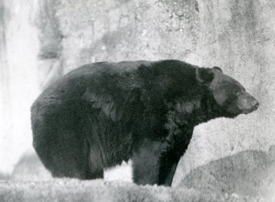 Musta karhu seisoo aitauksessaan Mappin Terracesissa Lontoon eläintarhassa vuonna 1924 (m/v kuva) tekijältä Frederick William Bond