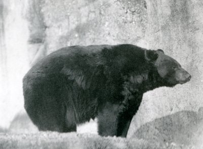Musta karhu seisoo aitauksessaan Mappin Terracesilla Lontoon eläintarhassa vuonna 1924 tekijältä Frederick William Bond