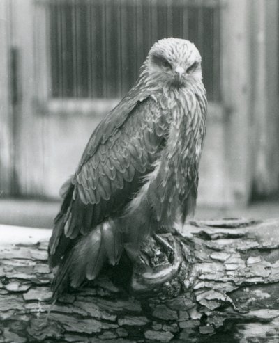Tukissa lepäävä musta leija, Lontoon eläintarha, elokuu 1926 (b/w kuva) tekijältä Frederick William Bond