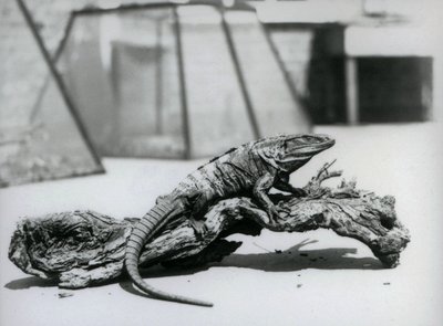 Musta piikipyrstö-iguana lepää puun päällä Lontoon eläintarhassa elokuussa 1928 (b/w kuva) tekijältä Frederick William Bond