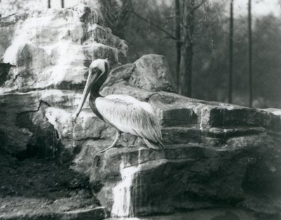 Ruskeapelikaani seisoo kivillä Lontoon eläintarhassa kesäkuussa 1927. tekijältä Frederick William Bond